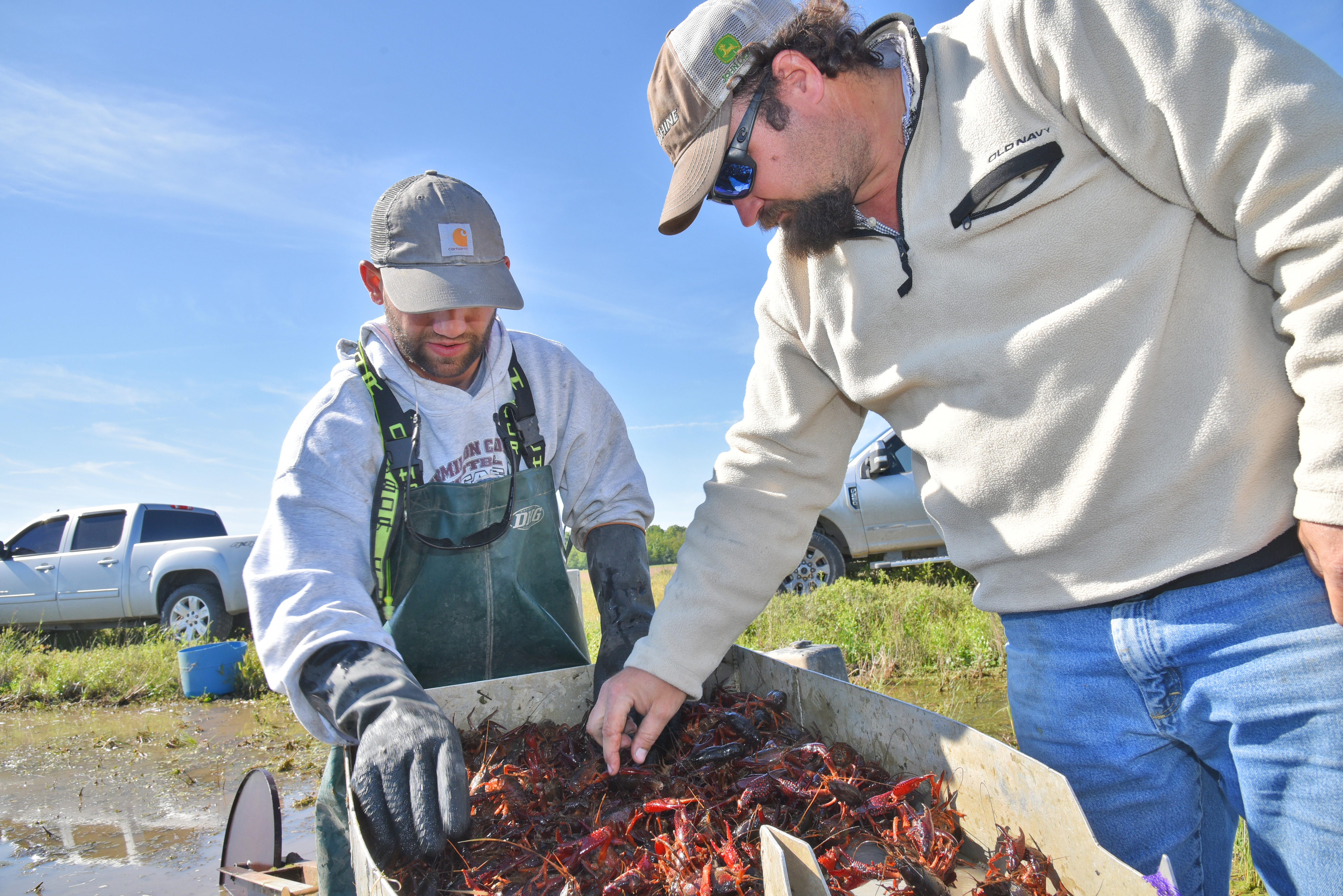 Crawfish farmers urged not to drain ponds yet despite drop in sales